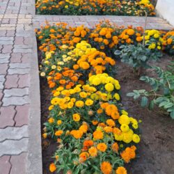 WhatsApp Image 2026-01-21 at 3.46.00 PM (3)