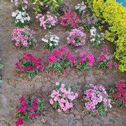 WhatsApp Image 2026-01-21 at 3.46.00 PM (5)