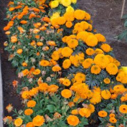 WhatsApp Image 2026-01-21 at 3.46.00 PM (6)